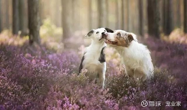 瑞普生物：深化与瑞派宠物战略合作