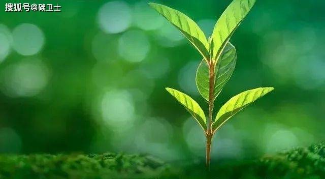 商用车绿色智能转型步入关键节点,福田汽车发布多款新车精准卡位