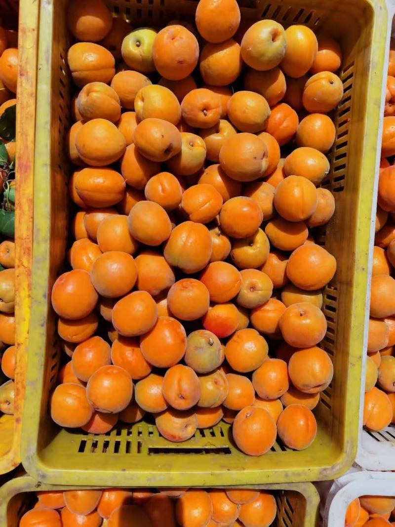 金太阳龙虎榜数据（1月16日）