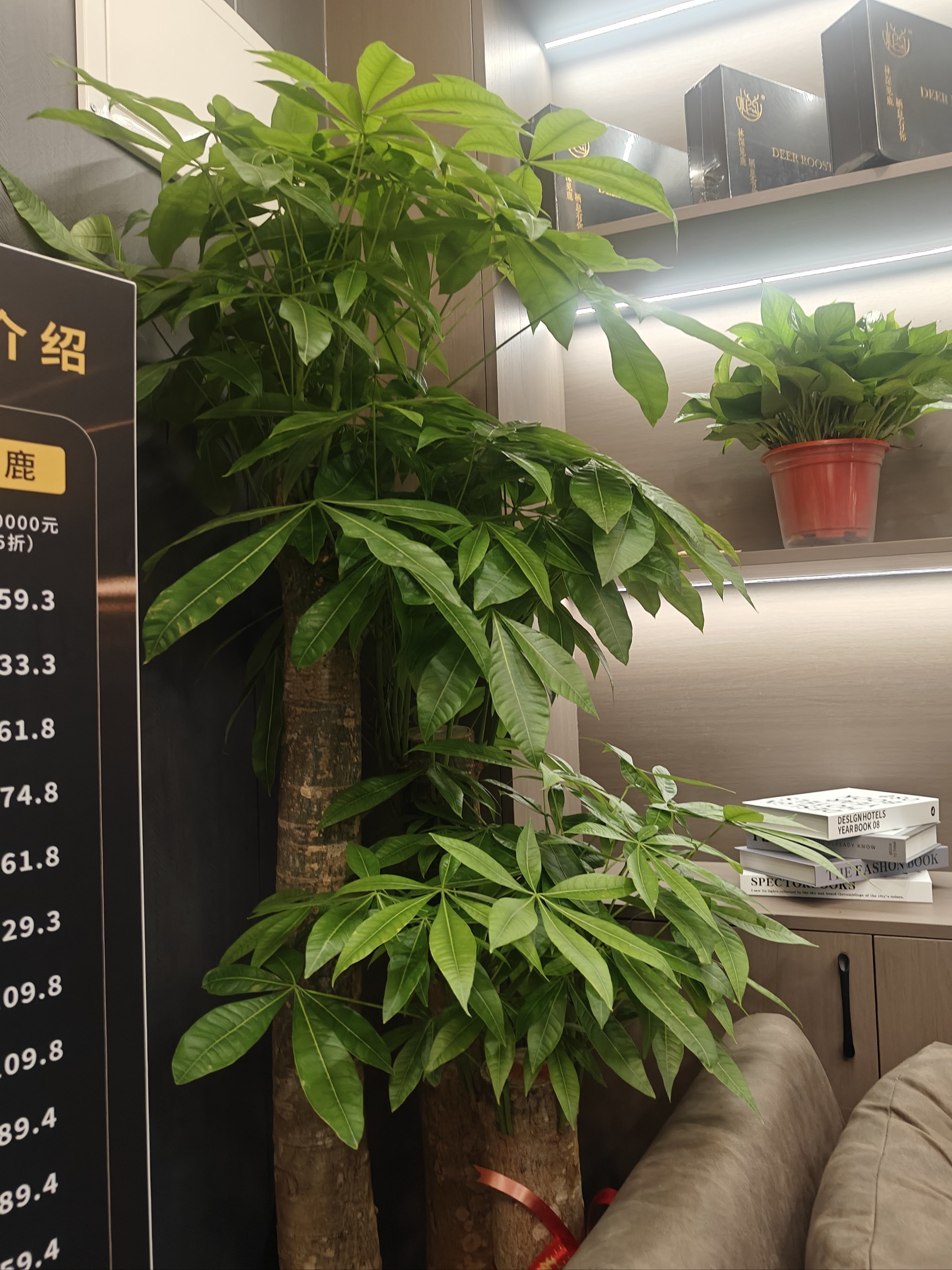 春节前近50只产品“同台竞技”，超20只产品“箭在弦上”