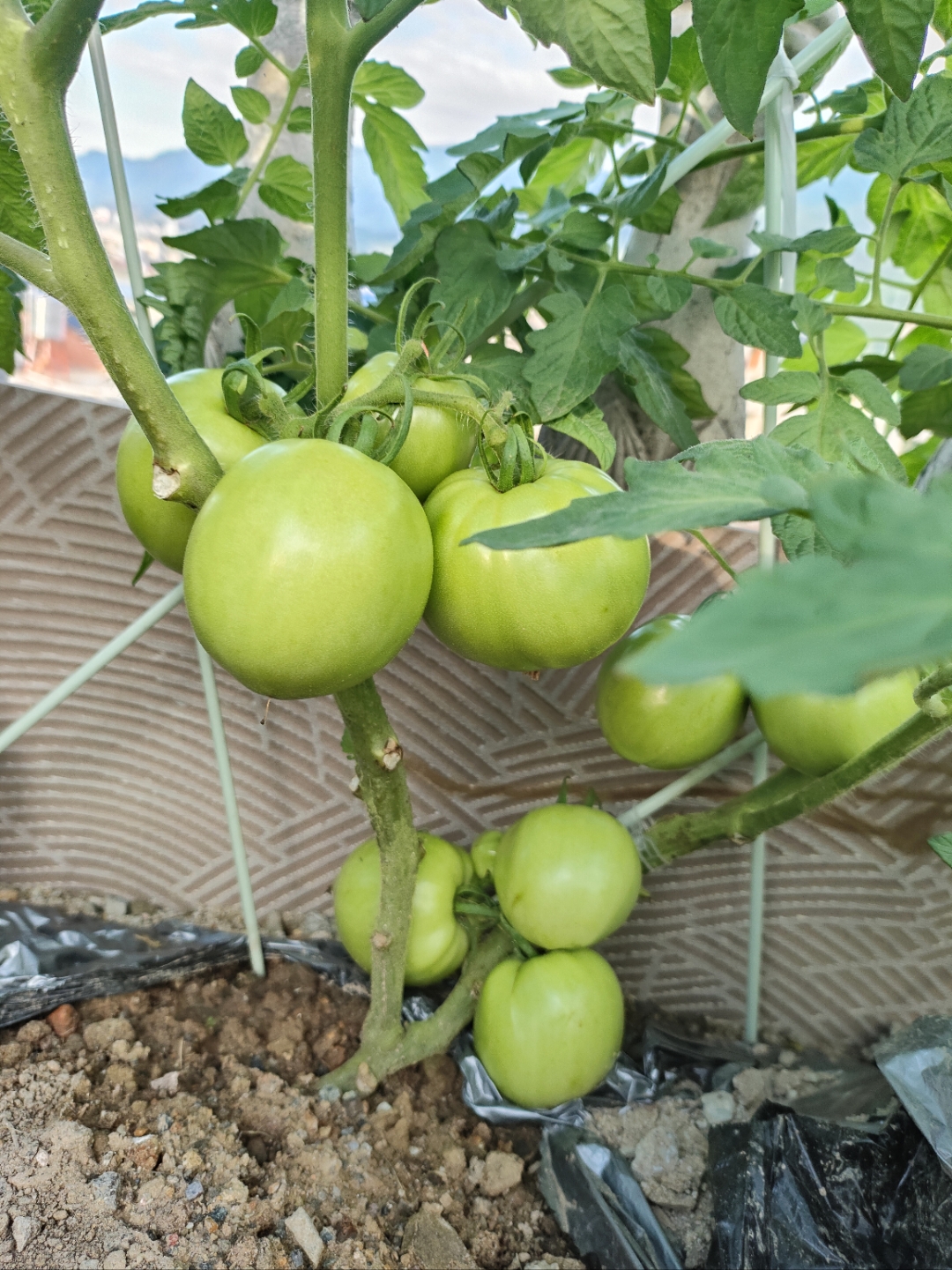 极端天气导致减产 西红柿身价同比上涨超80%