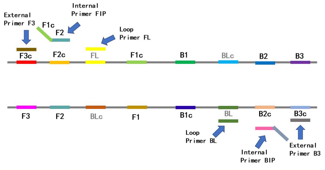 义翘神州获得发明专利授权：“一种用于检测多种诺达病毒的qPCR引物探针组、检测方法及应用”