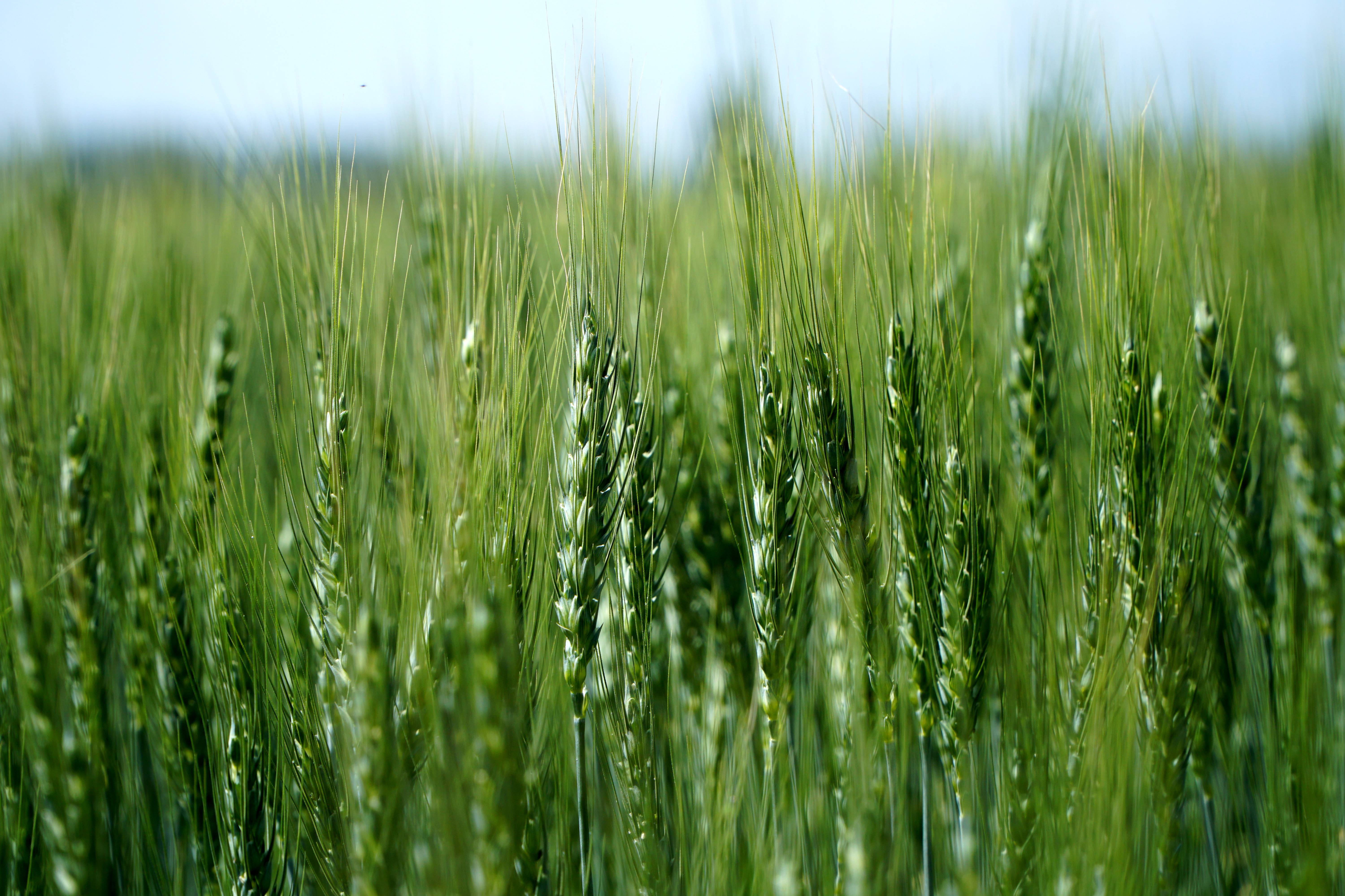 光纤“听诊器”诊断农田土壤水分波动