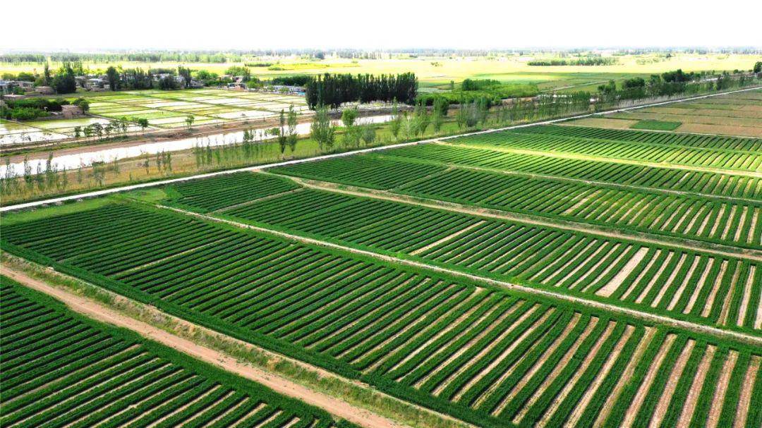 光纤“听诊器”诊断农田土壤水分波动