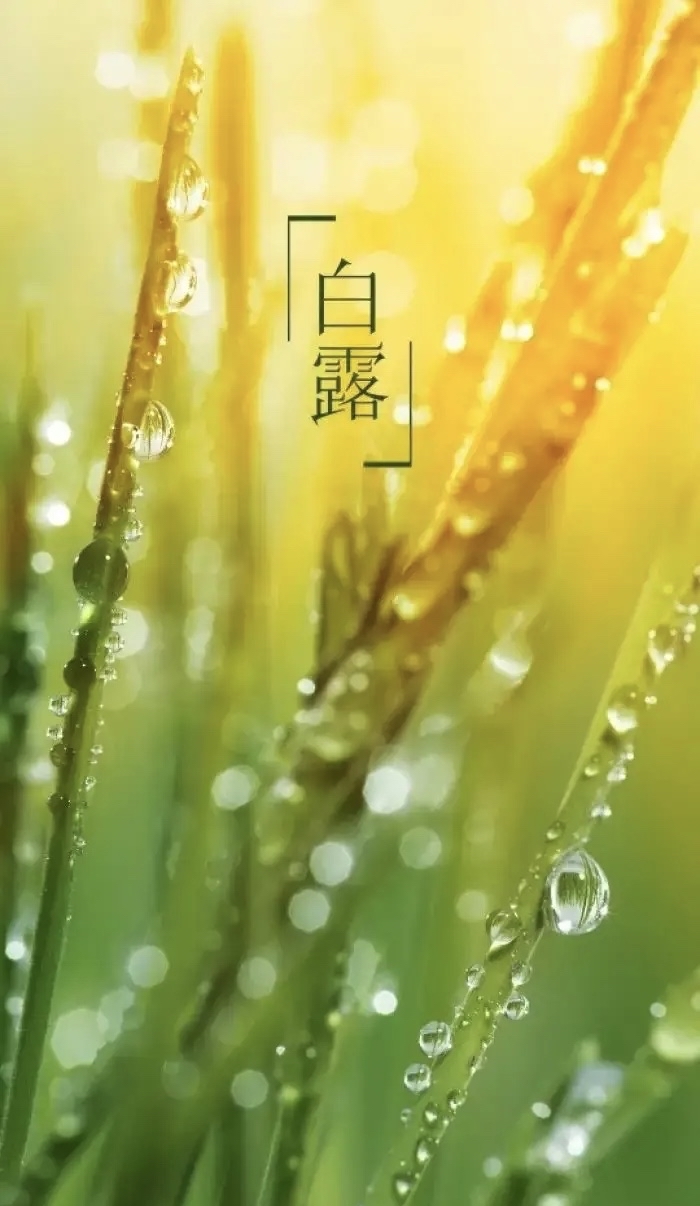 节气物候图鉴:白露至凉意生 全国玉露生凉地图看哪里率先迎秋凉